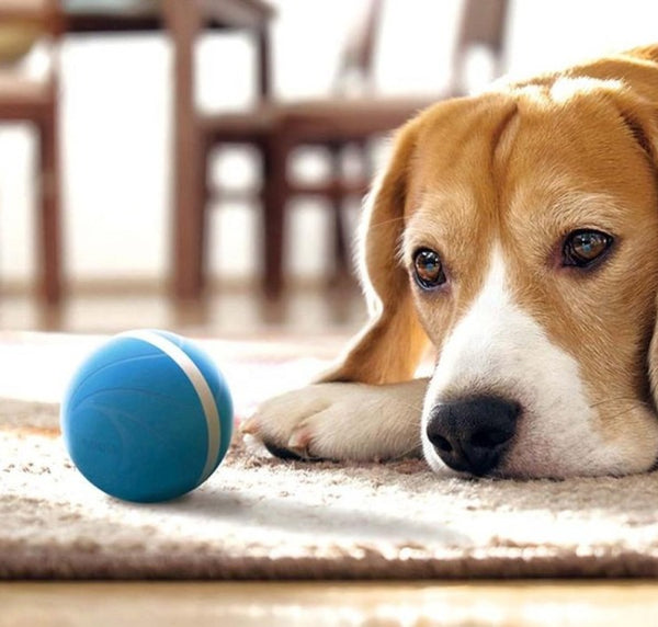 Interactive Dog Ball
